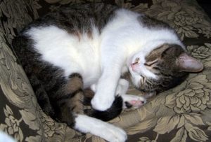 Sleepy Cat